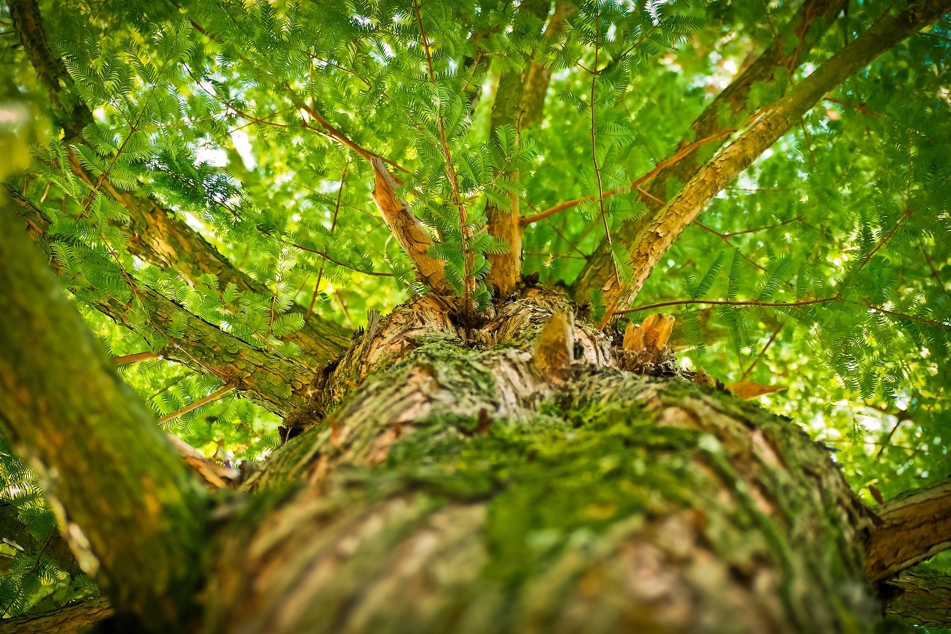 Ein großer Baum blüht.