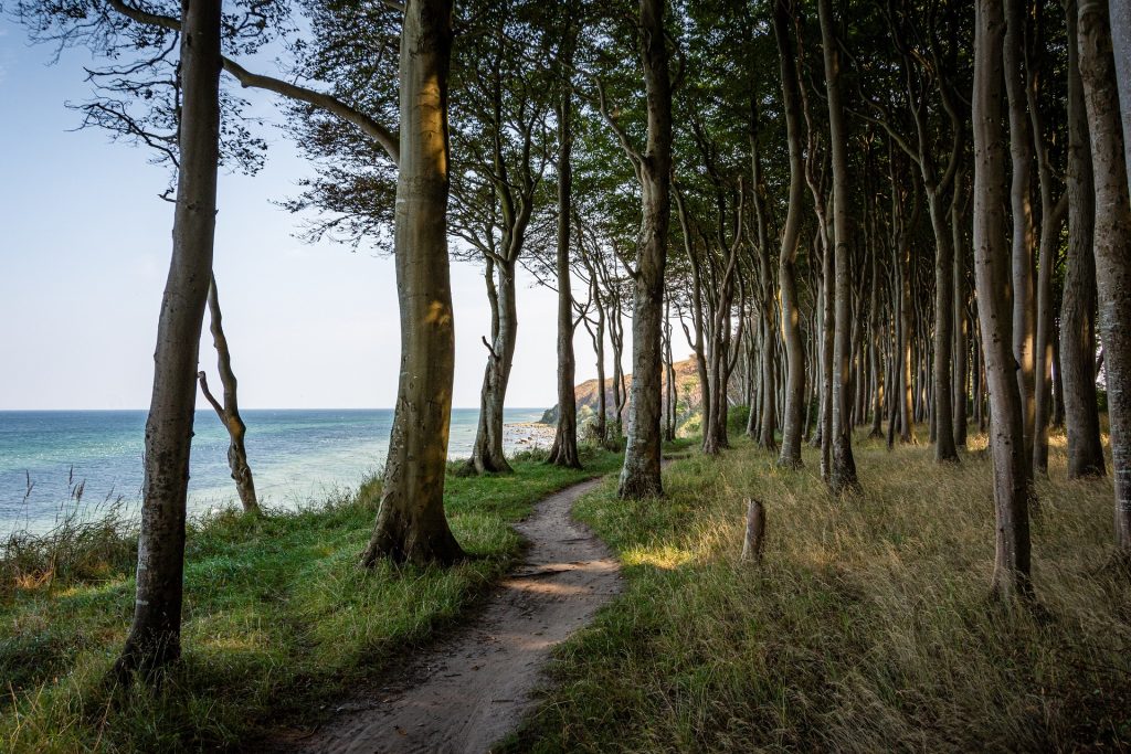 Rügen Bucht © Seaq68 Auf dem Bild ist ein Pfad zwischen Bäumen an der Küste zu sehen.